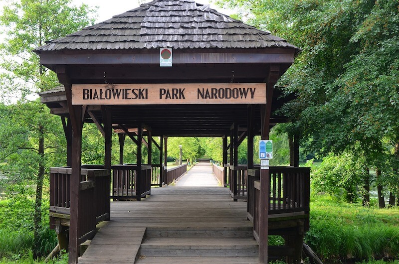 bialowieza-poland.jpg